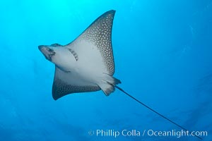 Spotted eagle ray, Aetobatus narinari, Wolf Island