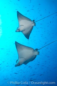 Spotted eagle rays, Aetobatus narinari, Wolf Island