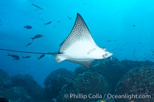 Spotted eagle ray, Aetobatus narinari, Wolf Island