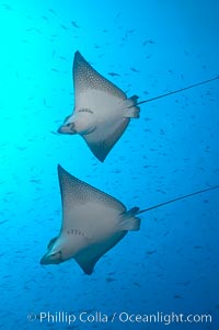 Spotted eagle rays, Aetobatus narinari, Wolf Island