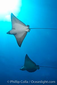 Spotted eagle rays, Aetobatus narinari, Wolf Island