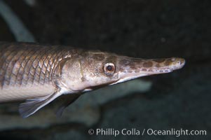 Spotted gar, Lepisosteus oculatus