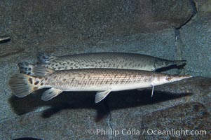 Spotted gar, Lepisosteus oculatus