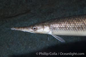 Spotted gar, Lepisosteus oculatus