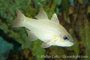 Spotted-gill cardinalfish, Apogon chrysopomus