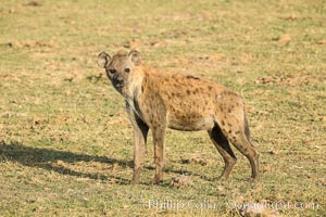 Spotted hyena, Amboseli National Park, Kenya, Crocuta crocuta