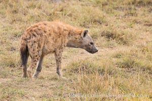 Spotted hyena, Amboseli National Park, Kenya, Crocuta crocuta