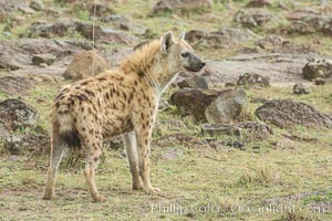 Spotted hyena, Maasai Mara National Reserve, Kenya, Crocuta crocuta