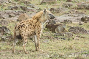 Spotted hyena, Maasai Mara National Reserve, Kenya, Crocuta crocuta