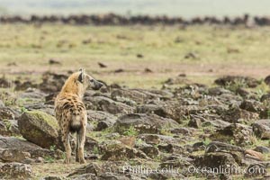 Spotted hyena surveying wildebeest herd, Maasai Mara National Reserve, Kenya