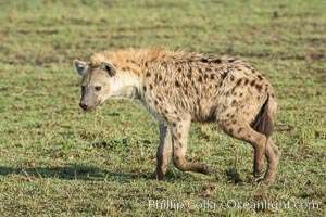 Spotted hyena, Maasai Mara National Reserve, Kenya, Crocuta crocuta