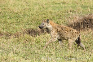 Spotted hyena, Maasai Mara National Reserve, Kenya, Crocuta crocuta