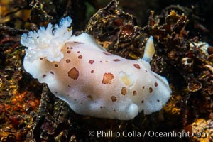 Spotted Leopard Dorid, Diaulula odonoghuei, Vancouver Island