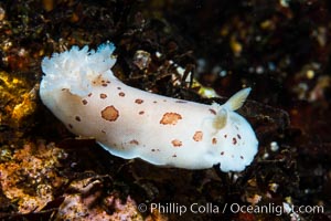 Spotted Leopard Dorid, Diaulula odonoghuei, Vancouver Island, Diaulula odonoghuei