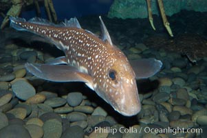 Spotted ratfish, Hydrolagus colliei