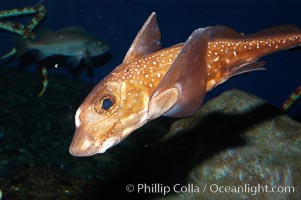 Spotted ratfish, Hydrolagus colliei