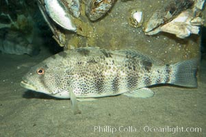 Spotted sandbass, Paralabrax maculatofasciatus