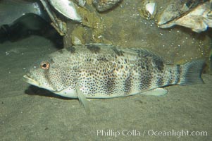 Spotted sandbass, Paralabrax maculatofasciatus