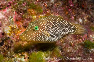 Spotted sharpnose puffer fish, Sea of Cortez, Baja California, Mexico, Canthigaster punctatissima