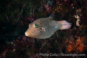 Spotted sharpnose puffer fish, Sea of Cortez, Baja California, Mexico, Canthigaster punctatissima, Isla San Diego