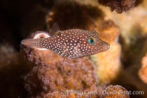 Spotted sharpnose puffer fish, Sea of Cortez, Baja California, Mexico, Canthigaster punctatissima, Isla San Francisquito