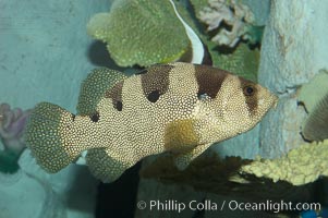 Spotted soapfish, Pogonoperca punctata