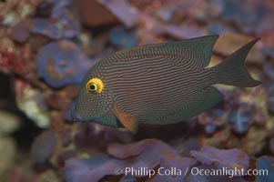 Kole tang (aka, goldring surgeonfish), Ctenochaetus strigosus