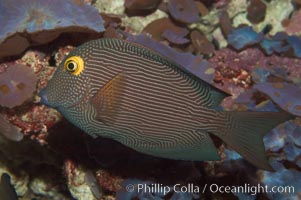 Kole tang (aka, goldring surgeonfish), Ctenochaetus strigosus