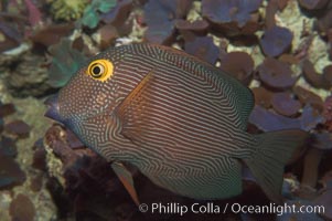 Kole tang (aka, goldring surgeonfish)., Ctenochaetus strigosus, natural history stock photograph, photo id 07827