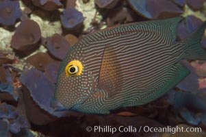 Kole tang (aka, goldring surgeonfish), Ctenochaetus strigosus