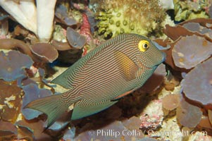 Kole tang (aka, goldring surgeonfish), Ctenochaetus strigosus