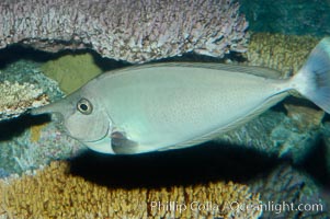 Spotted unicornfish, Naso brevirostris