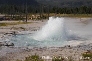 Spouter Geyser erupts a few feet high, lasting for several hours followed by quiet period of a few hours, Black Sand Basin, Yellowstone National Park, Wyoming