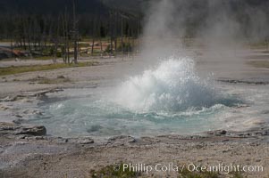 Spouter Geyser erupts a few feet high, lasting for several hours followed by quiet period of a few hours, Black Sand Basin, Yellowstone National Park, Wyoming