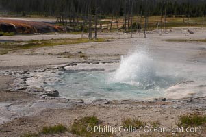 Spouter Geyser erupts a few feet high, lasting for several hours followed by quiet period of a few hours, Black Sand Basin, Yellowstone National Park, Wyoming