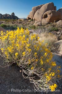 Spring flower bloom in Joshua Tree National Park