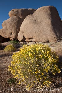 Spring flower bloom in Joshua Tree National Park