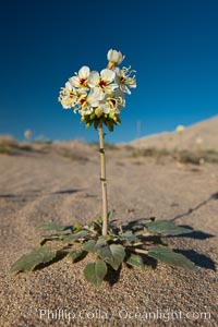 Spring wildflower blooms on the Eureka sand dunes, Eureka Dunes, Death Valley National Park, California