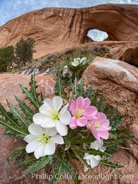 Spring wildflowers below Bowtie Arch, Moab, Utah