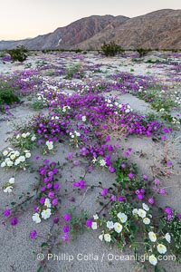 Spring Wildflowers Bloom in an Colorful Bouquet in Anza Borrego Desert State Park. Shaded lighting after sunset. Dune evening primrose (white) is mixed with sand verbena (purple) near Henderson Canyon Road, Spring 2024, Abronia villosa, Anza-Borrego Desert State Park, Borrego Springs, California