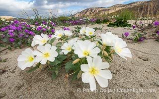 Spring Wildflowers Bloom in an Colorful Bouquet in Anza Borrego Desert State Park. Dune evening primrose (white) is mixed with sand verbena (purple) near Henderson Canyon Road, Spring 2024, Oenothera deltoides, Anza-Borrego Desert State Park, Borrego Springs, California