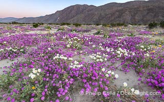 Spring Wildflowers Bloom in an Colorful Bouquet in Anza Borrego Desert State Park. Dune evening primrose (white) is mixed with sand verbena (purple) near Henderson Canyon Road, Spring 2024, Abronia villosa, Anza-Borrego Desert State Park, Borrego Springs, California
