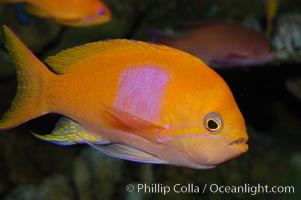 Square-spot fairy basslet, male coloration, Pseudanthias pleurotaenia