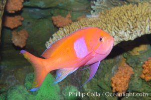 Square-spot fairy basslet, male coloration, Pseudanthias pleurotaenia