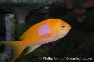 Square-spot fairy basslet, male coloration, Pseudanthias pleurotaenia