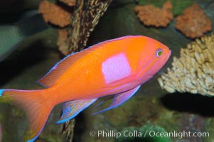 Square-spot fairy basslet, male coloration, Pseudanthias pleurotaenia