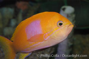 Square-spot fairy basslet, male coloration, Pseudanthias pleurotaenia