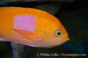 Square-spot fairy basslet, male coloration, Pseudanthias pleurotaenia