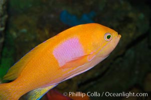 Square-spot fairy basslet, male coloration, Pseudanthias pleurotaenia