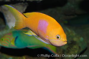 Square-spot fairy basslet, male coloration, Pseudanthias pleurotaenia